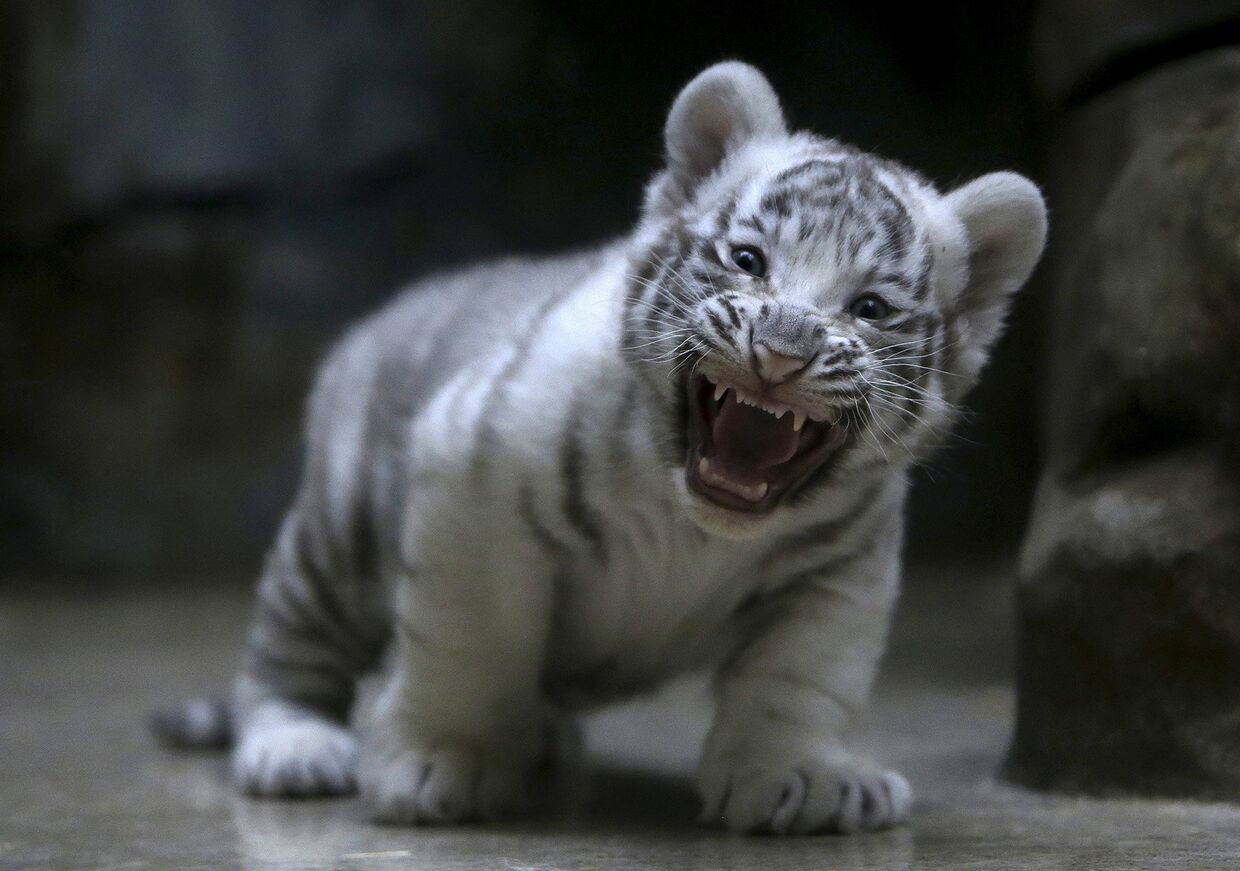 Новорожденный белый тигр в зоопарке Чехии. Апрель 2016