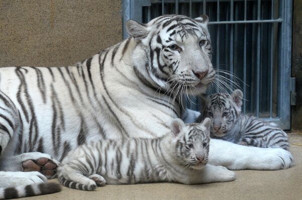 Два новорожденных тигренка и восьмилетняя тигрица в зоопарке Чехии. Апрель 2016