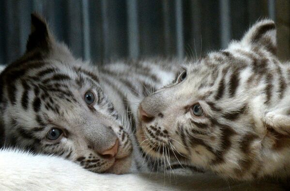Два новорожденных тигренка в зоопарке Чехии. Апрель 2016
