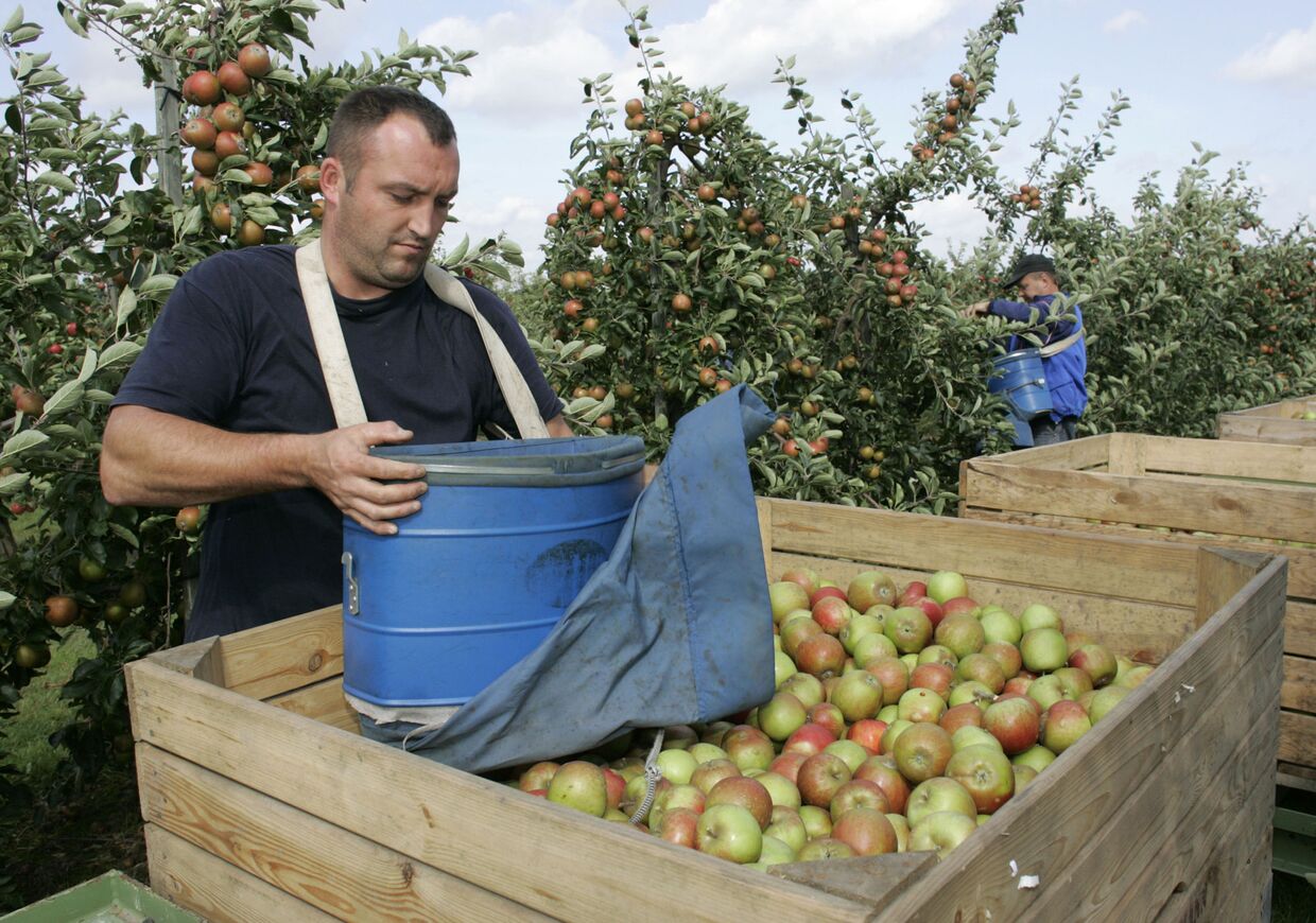 Сбор урожая яблок в Польше