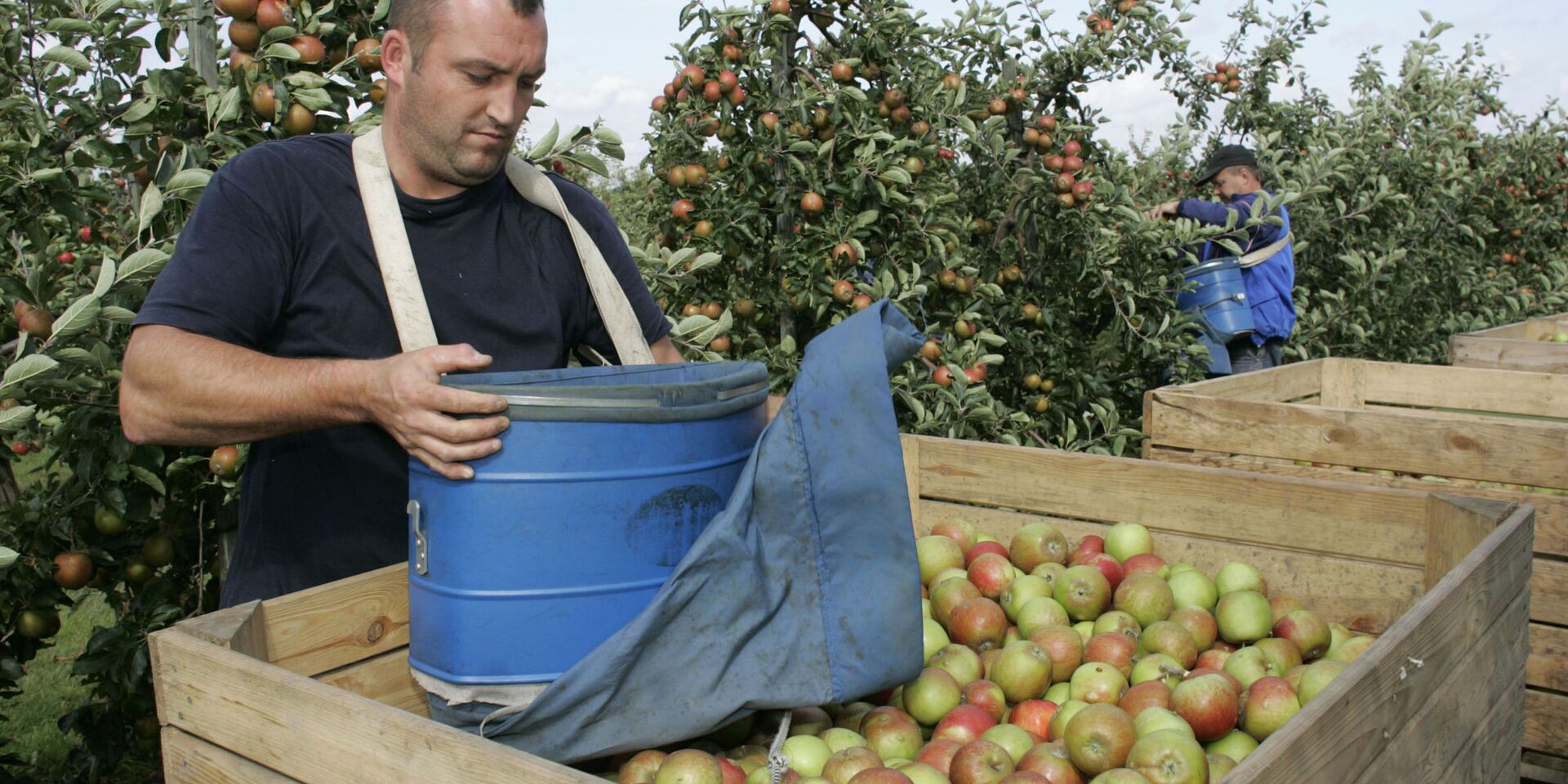 Сбор урожая яблок в Польше - ИноСМИ, 1920, 28.04.2021