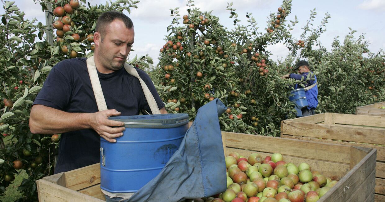 Сбор урожая яблок в Польше