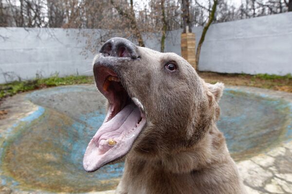 Медведь Степан в питомнике «Лосиного острова»