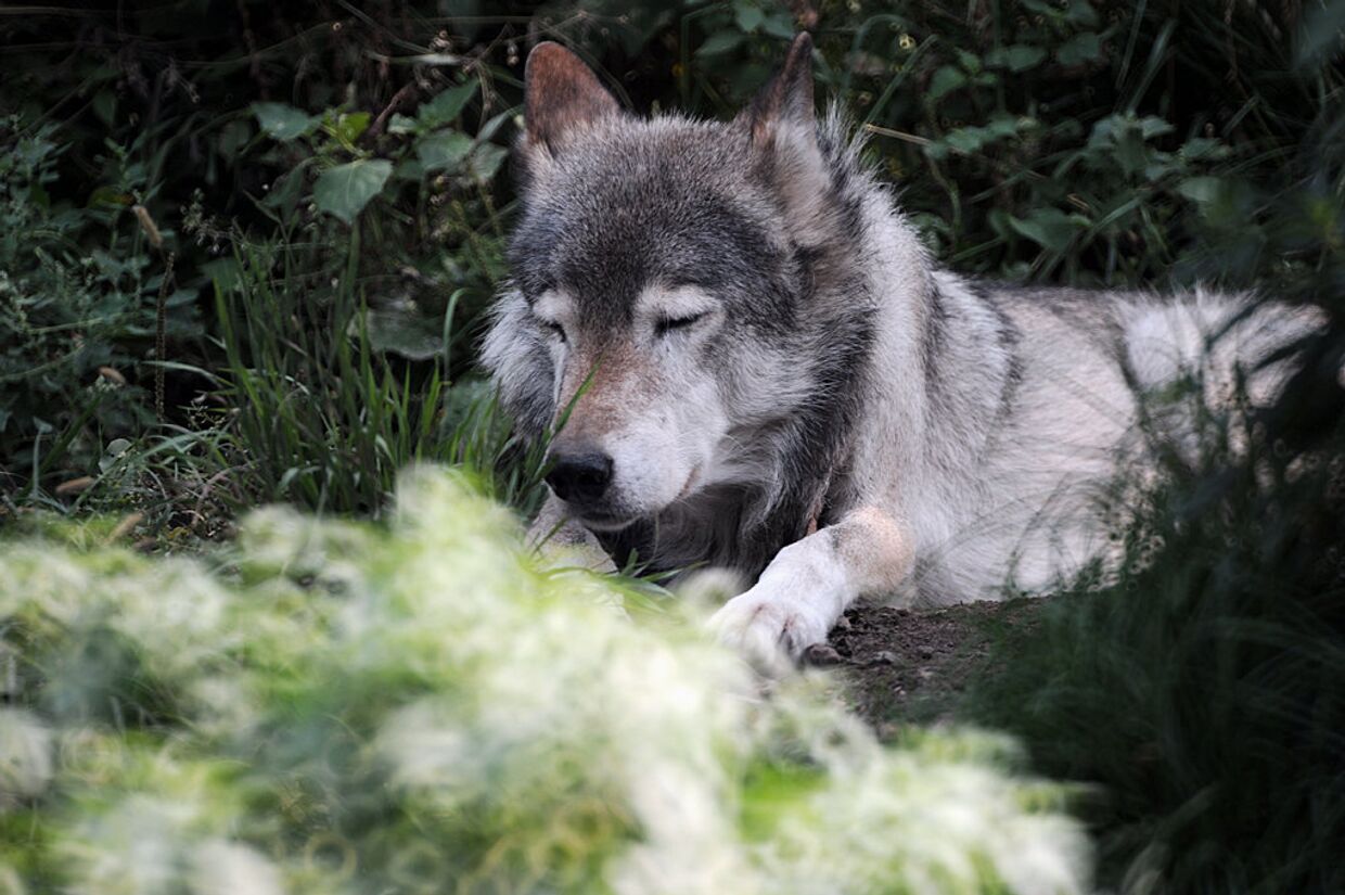 Волк в Московском зоопарке