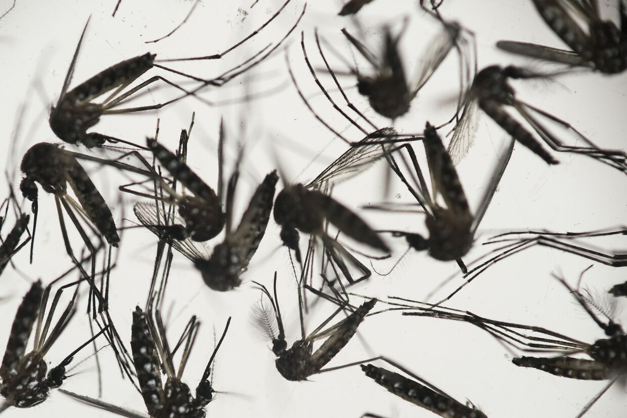 Комар Aedes albopictus - переносчик вируса Зика