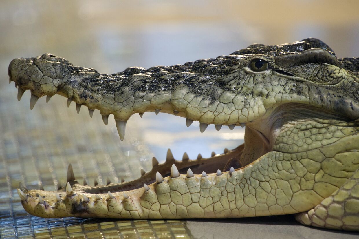 Зоопарк «Крокодилвиль» в Екатеринбурге