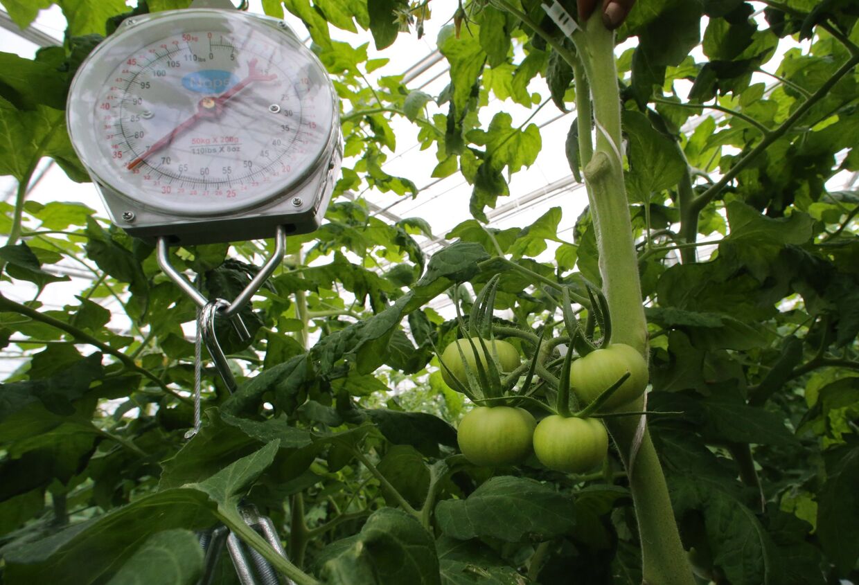 Выращивание овощей в тепличном хозяйстве Калининградской области