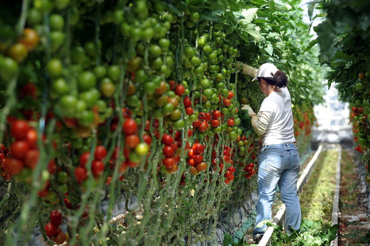 Женщина собирает томаты на ферме в Морделе, Франция