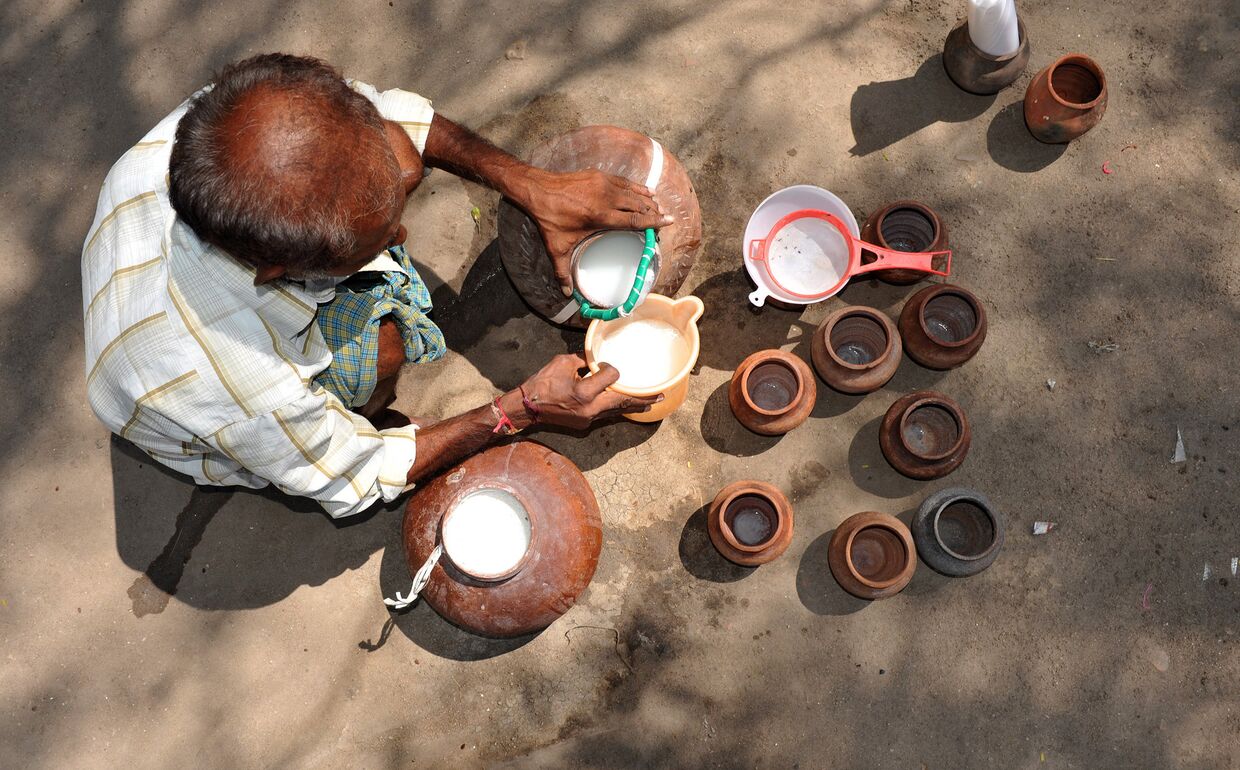 Процесс приготовления пальмового вина «Каллу» в Индии