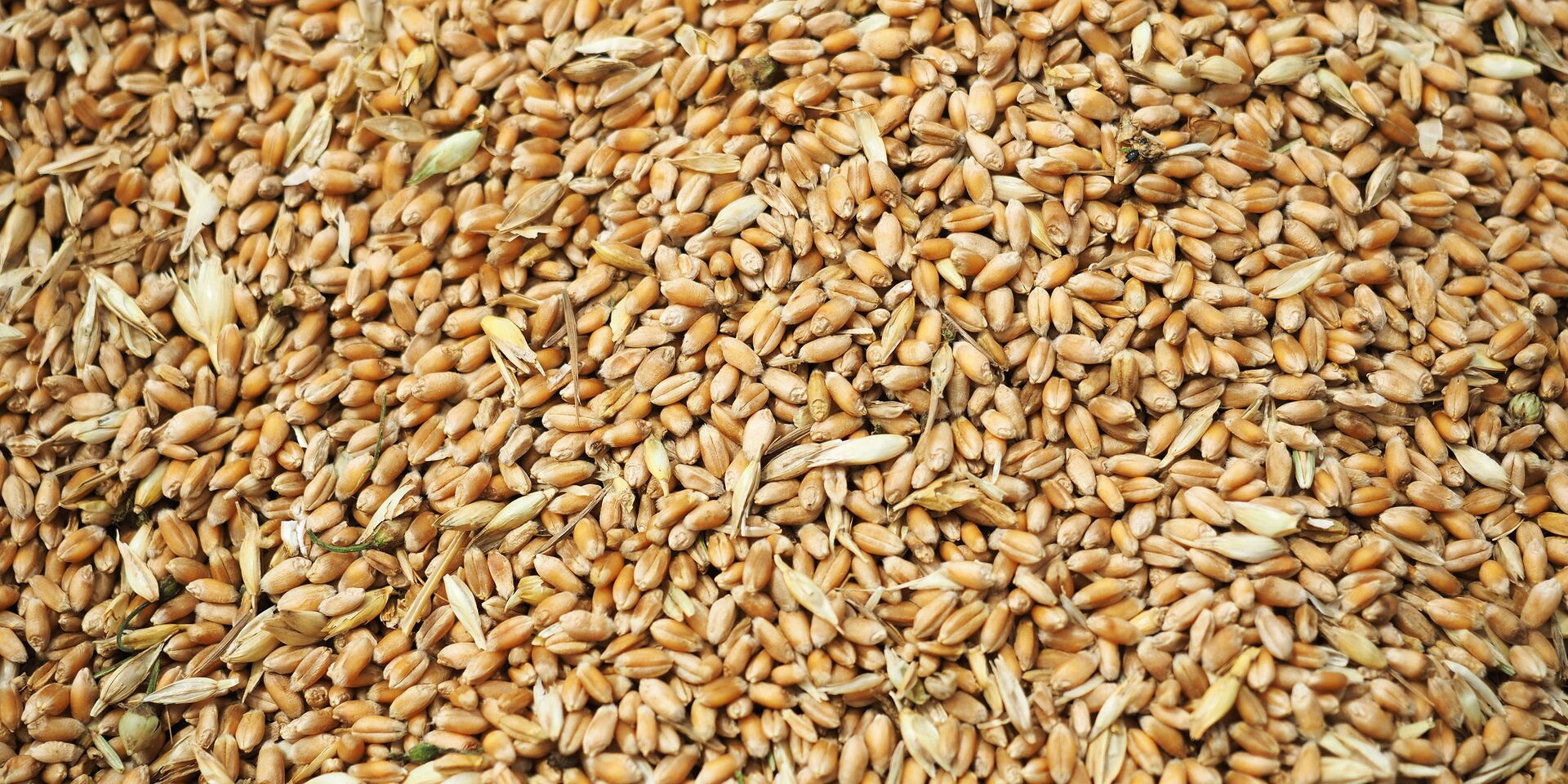 Зерна пшеницы, собранные в Краснодарском крае - ИноСМИ, 1920, 03.05.2023