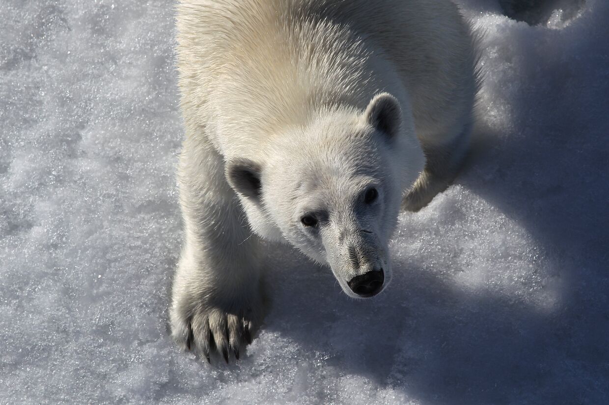 Белый медведь в Северном Ледовитом океане