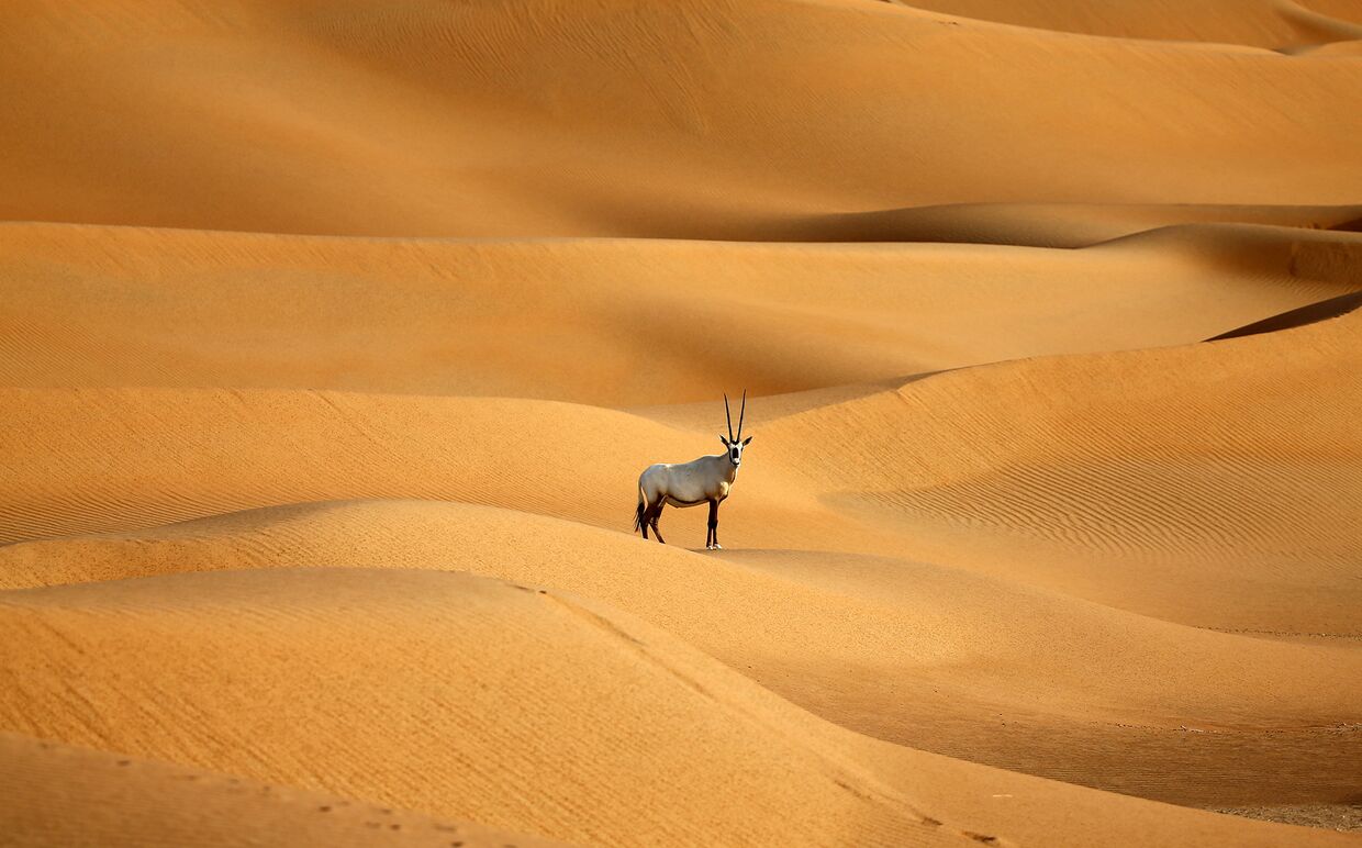 Аравийский Орикс в пустыне в ОАЭ