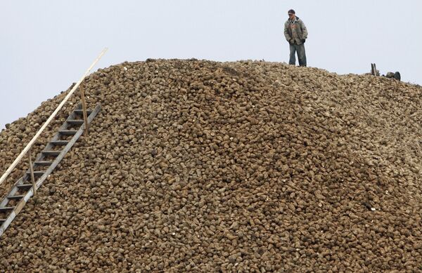 Сотрудник сахарнорафинадного завода во время приема свеклы в Белоруссии Сотрудник сахарнорафинадного завода во время приема свеклы в Белоруссии