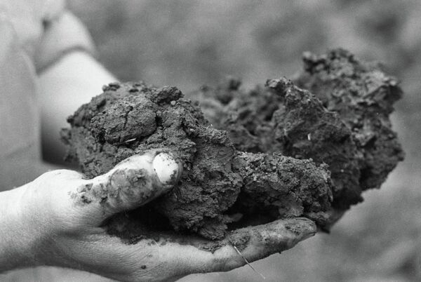 Украинский чернозем Украинский чернозем