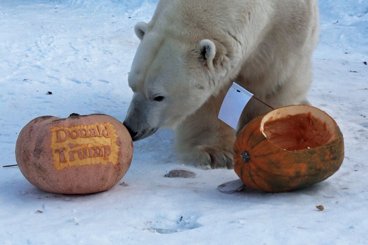 Тигрица и белый медведь из Красноярска предсказали результат президентских выборов в США