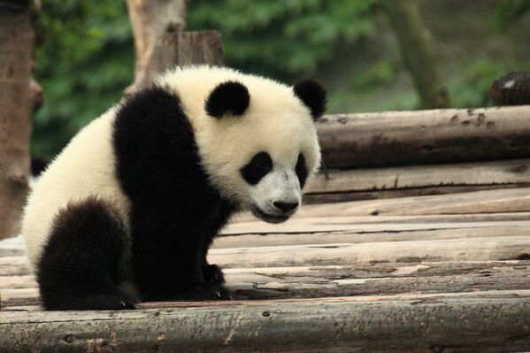 Панда в Китае