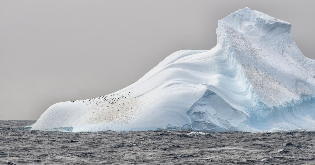 Пингвины на леднике в Антарктиде