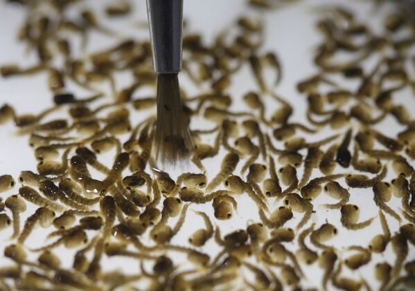 Куколки генетически модифицированных комаров Aedes Aegypti