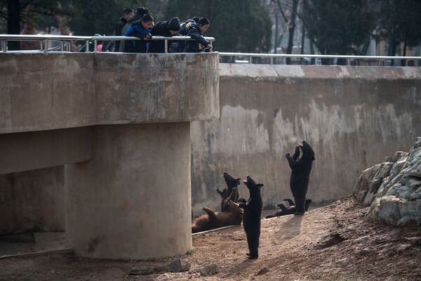 Медведи в центральном зоопарке на окраине Пхеньяна