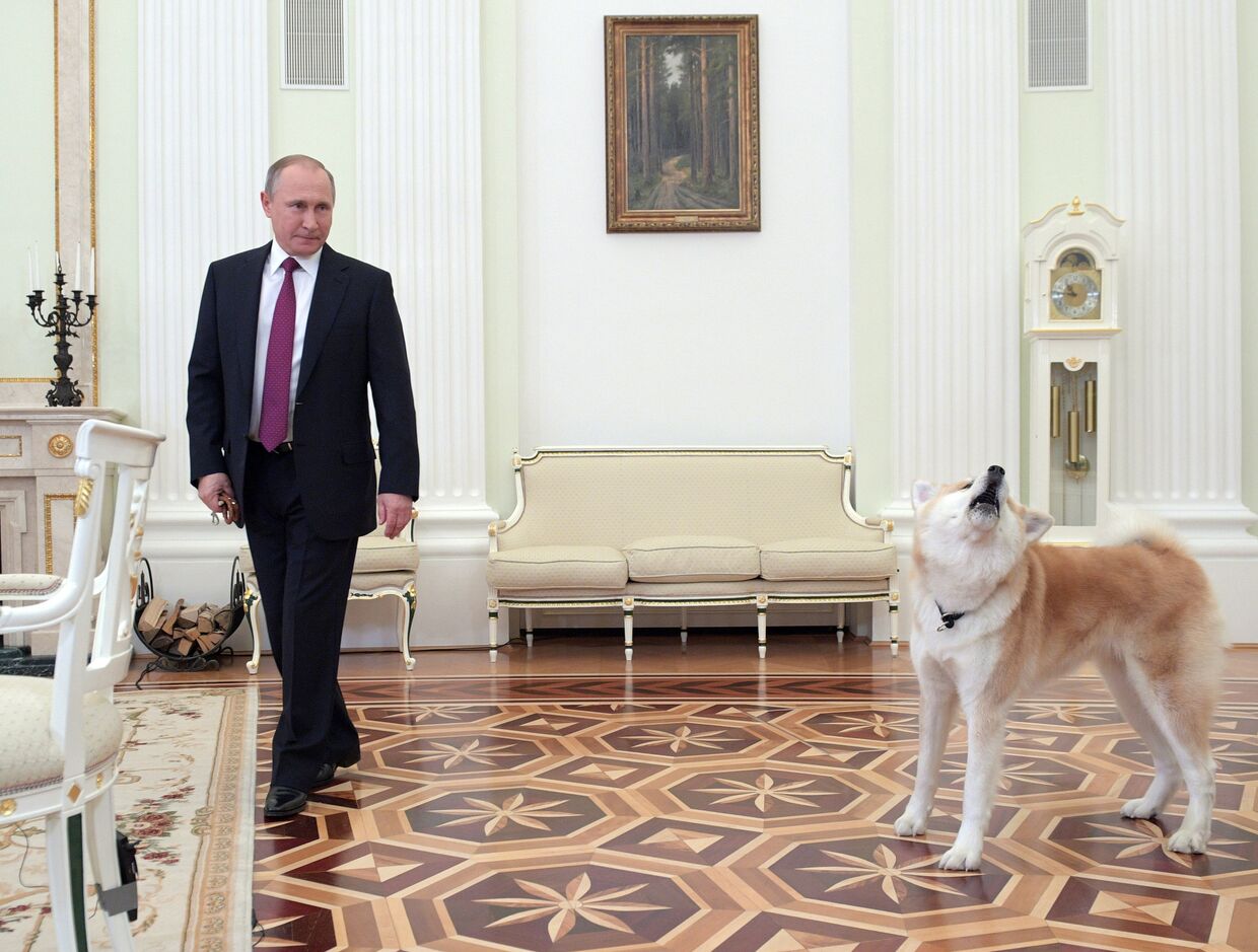Президент РФ Владимир Путин с собакой Юмэ породы акита-ину