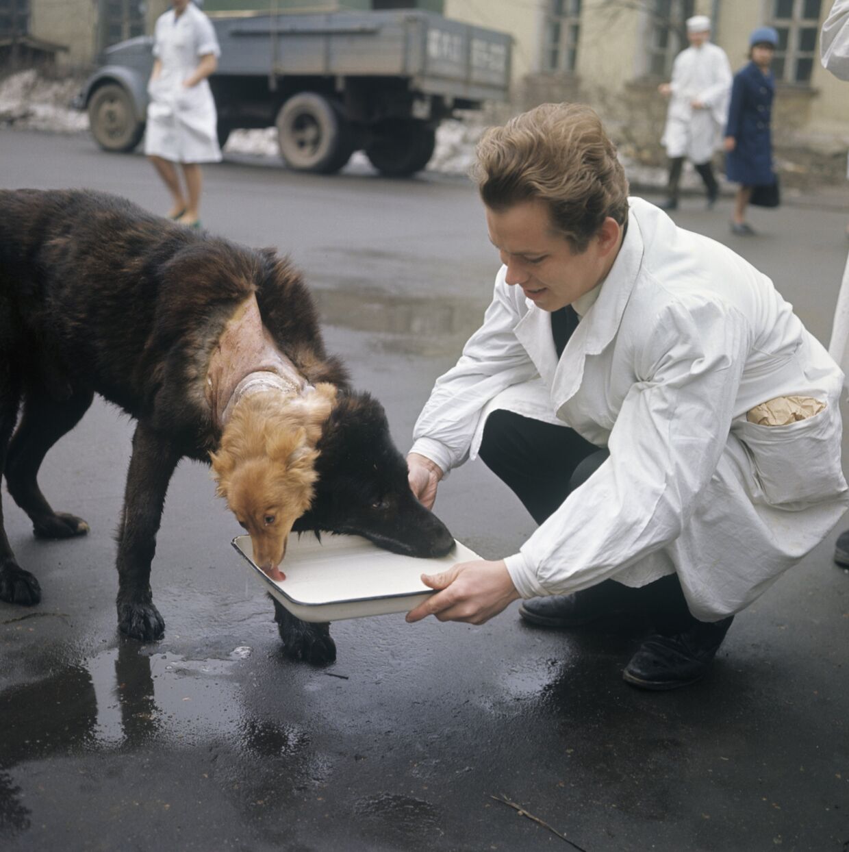 Двуглавая собака создана советским хирургом Владимиром Петровичем Демиховым