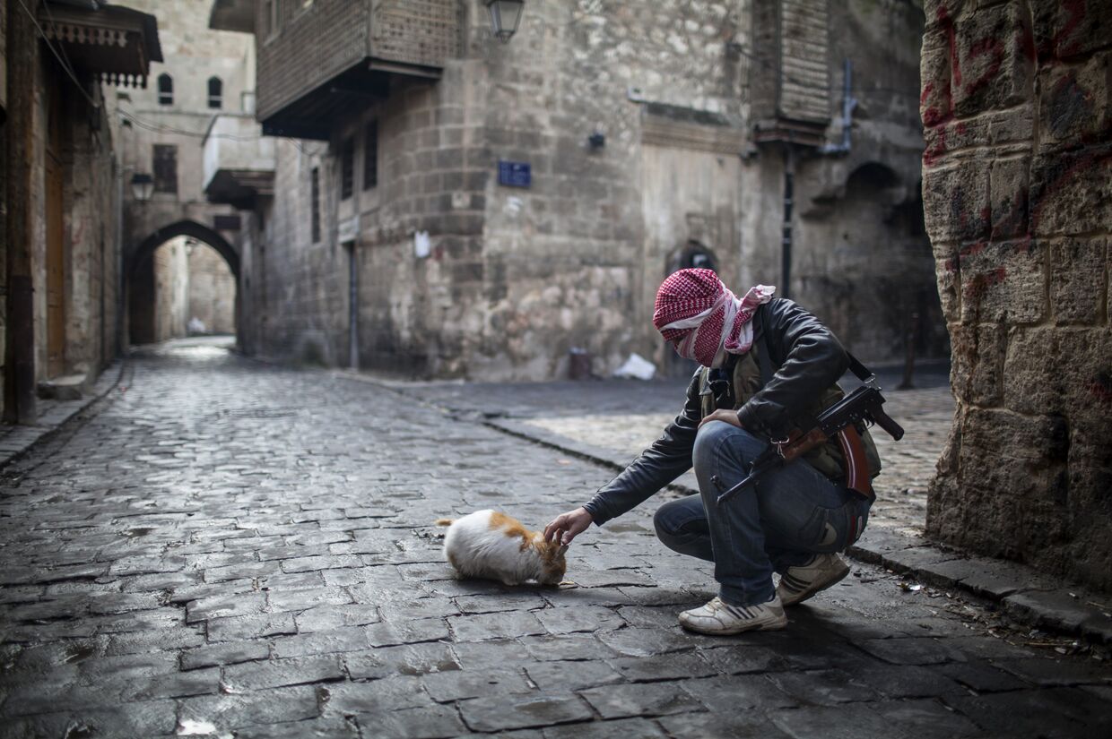Солдат свободной сирийской армии кормит кошку в Алеппо