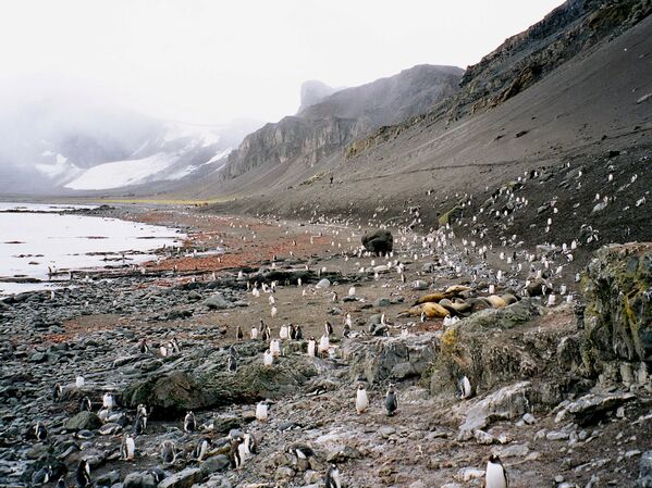 Мыс Ханна, место на острове Ливингстон вблизи Антарктиды, популярное среди туристов