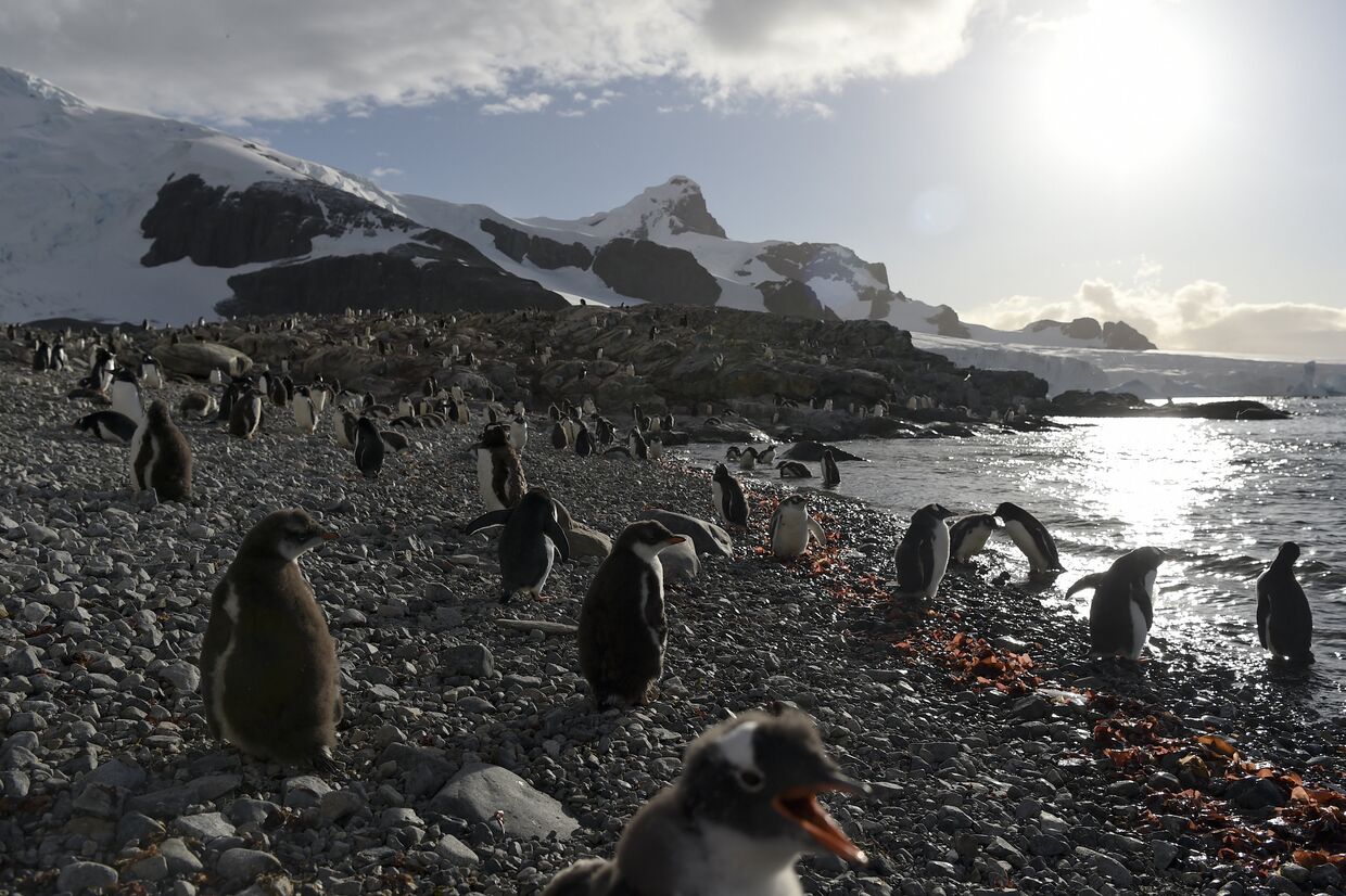 Пингвины на одном из островов в Антарктиде