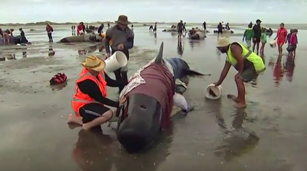 Спасение китов в Новой Зеландии