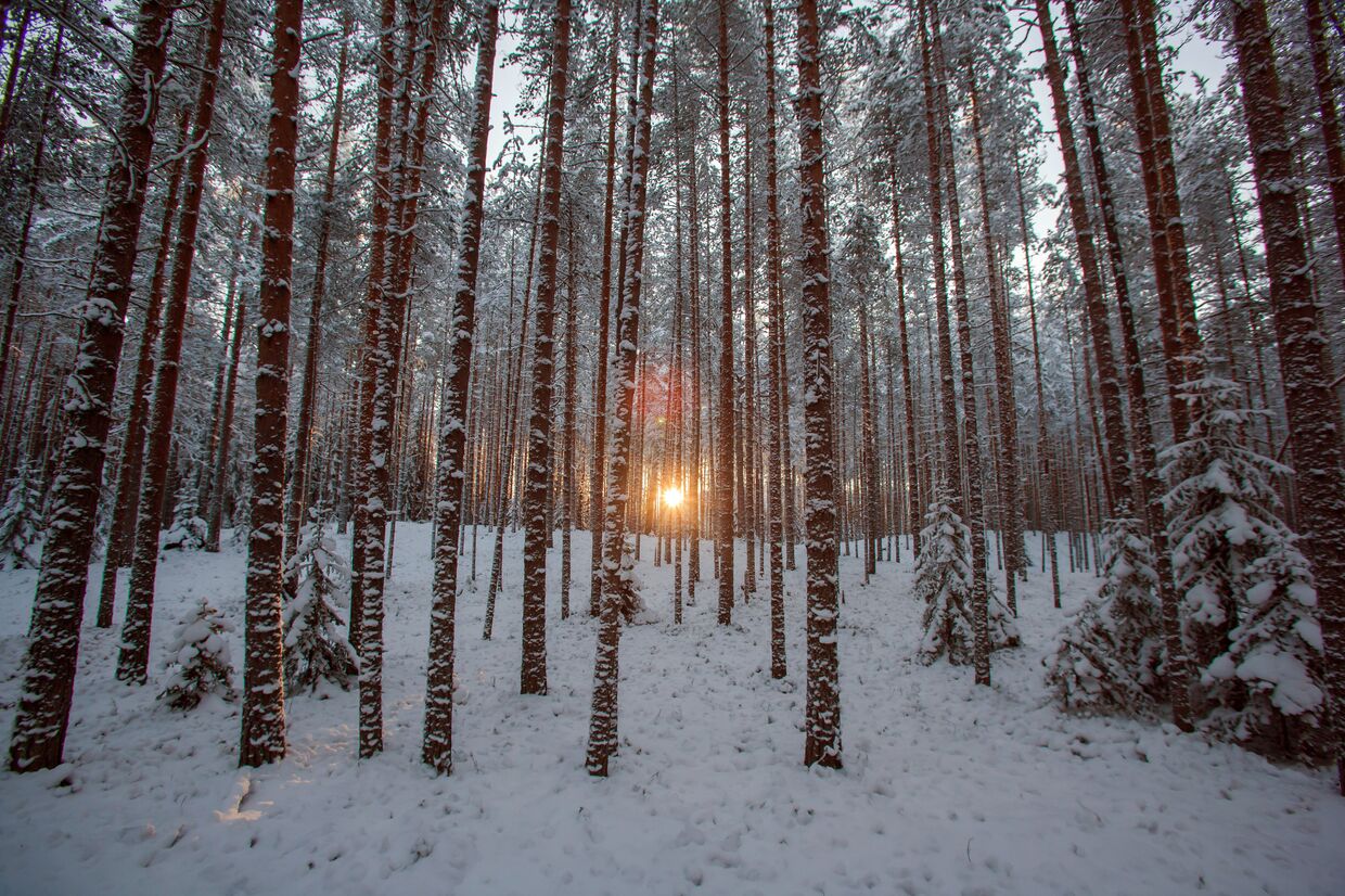 Зимний лес на территории туристического комплекса Карьяла Парк