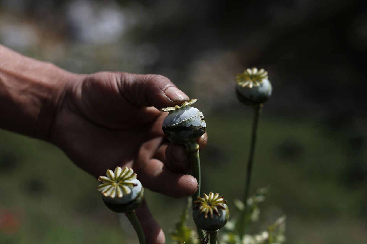 Цветок мака на ферме по производству опиума в Мексике