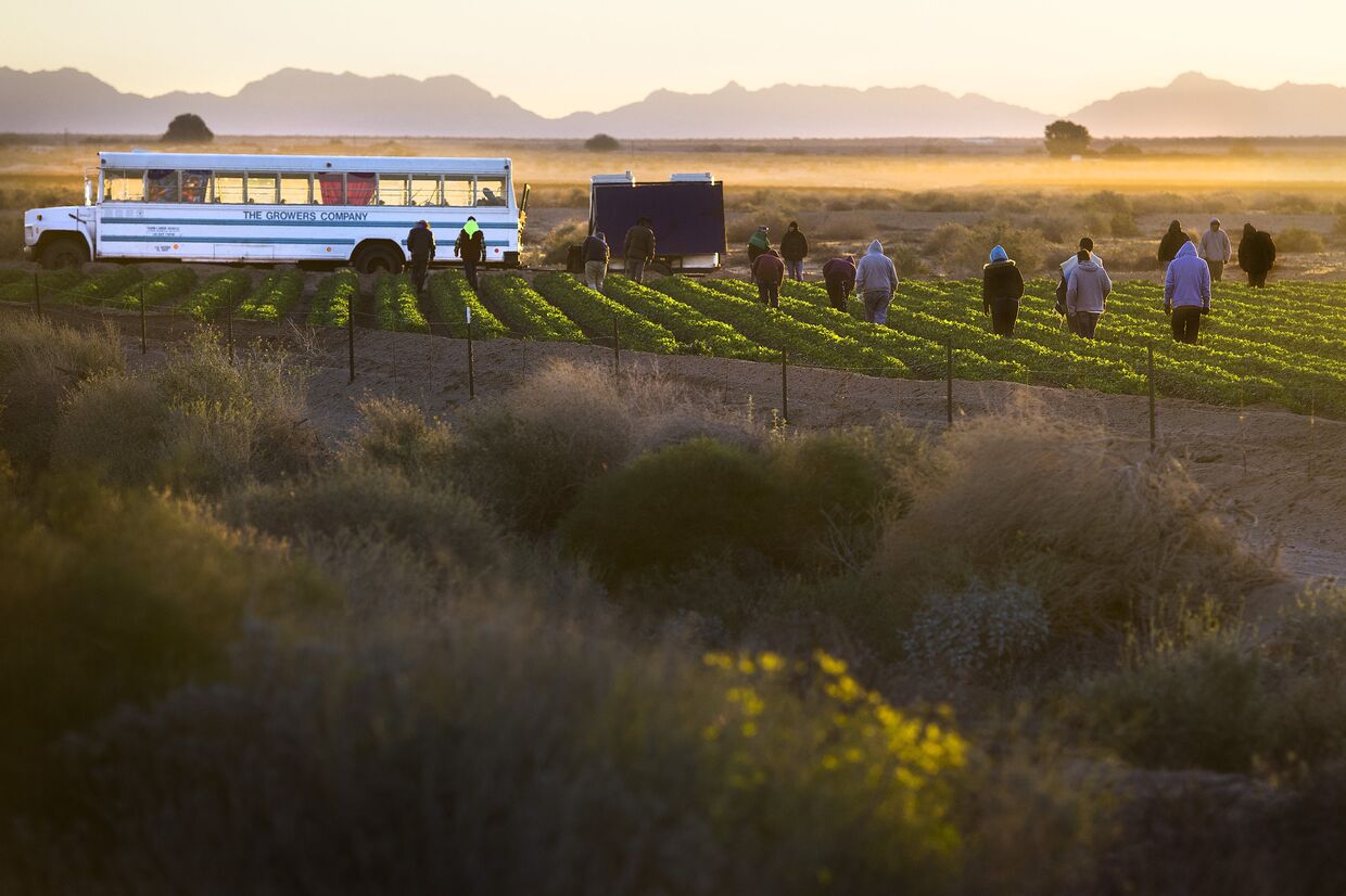 Сезонные рабочие на поле в Велдоне (Аризона) неподалеку от границы