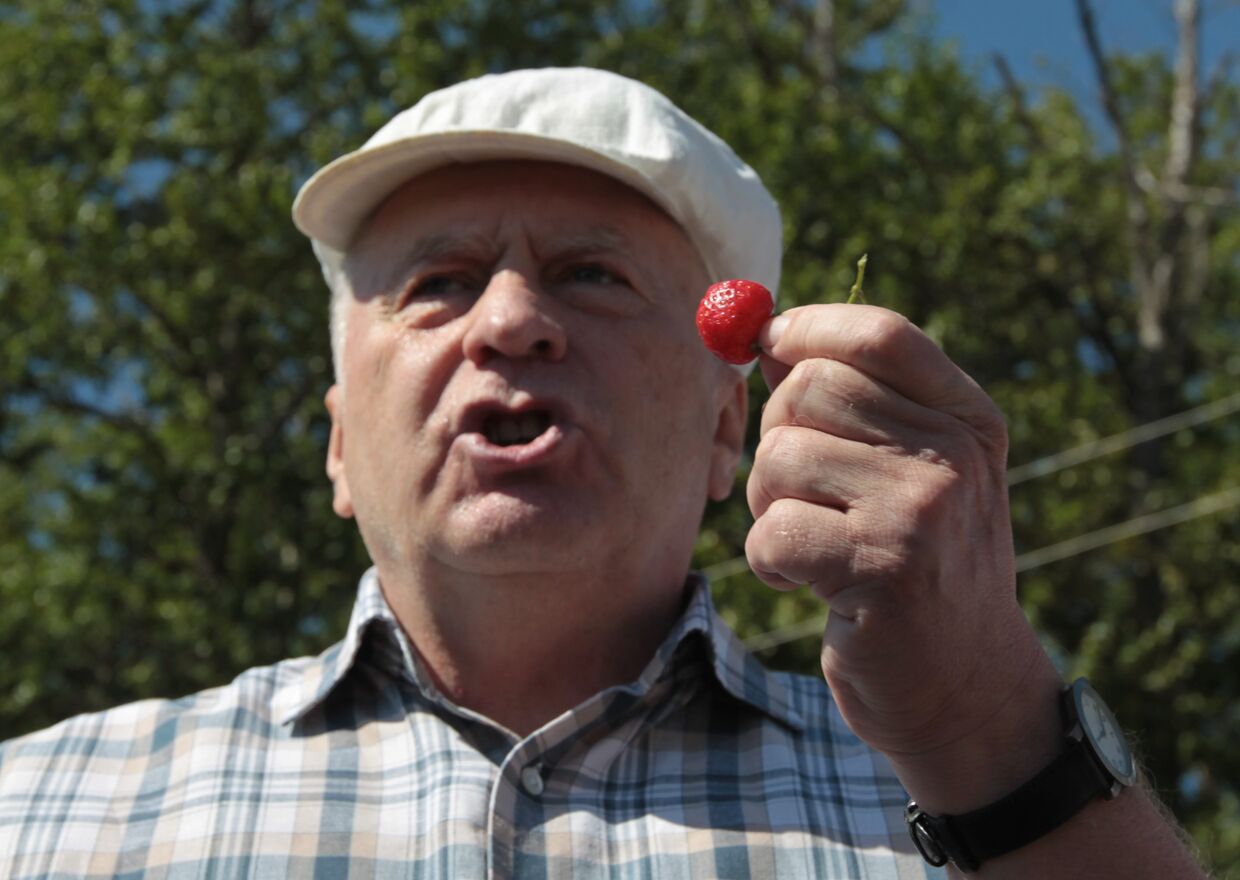 Владимир Жириновский совместно с активистами партии ЛДПР принял участие в сборе сезонной ягоды в Совхозе имени Ленина