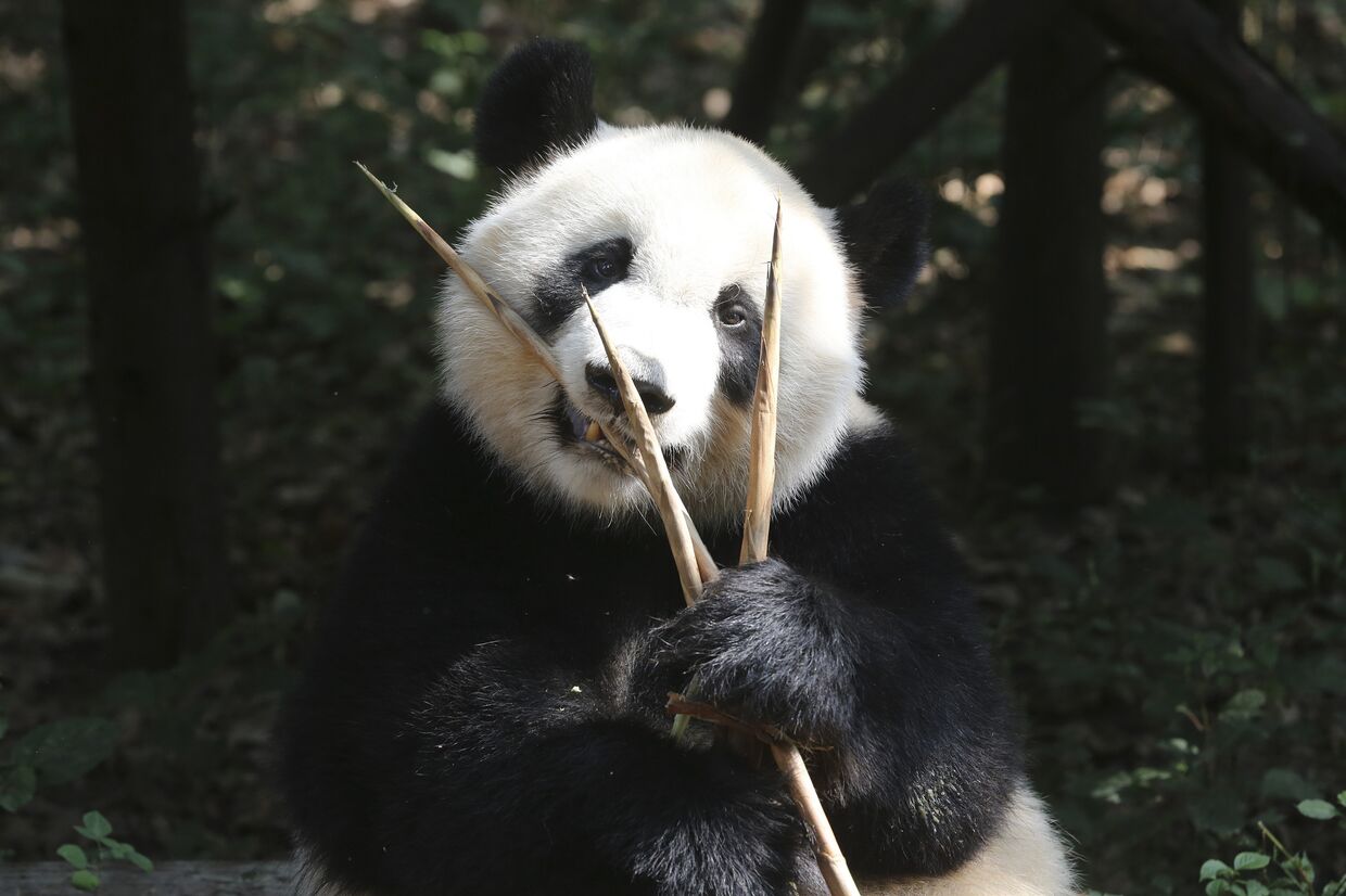 Большая панда в Научно-исследовательском центре разведения панд города Чэнду в Китае