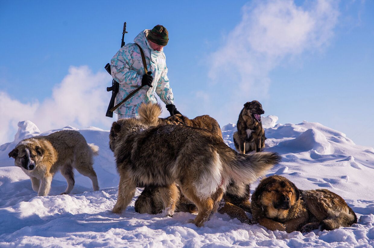 Пограничник с собаками на пограничной заставе Нагурское, Земля Франца-Иосифа