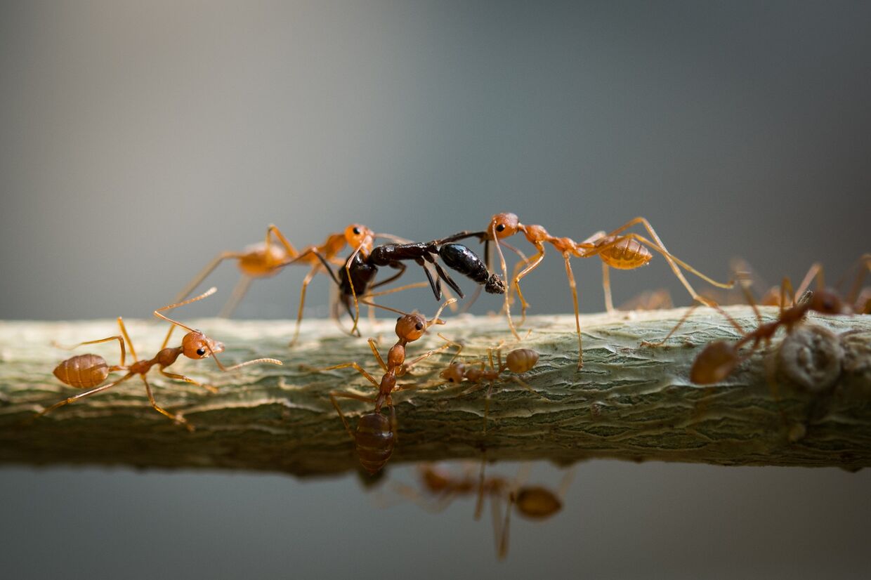 Битва муравьев