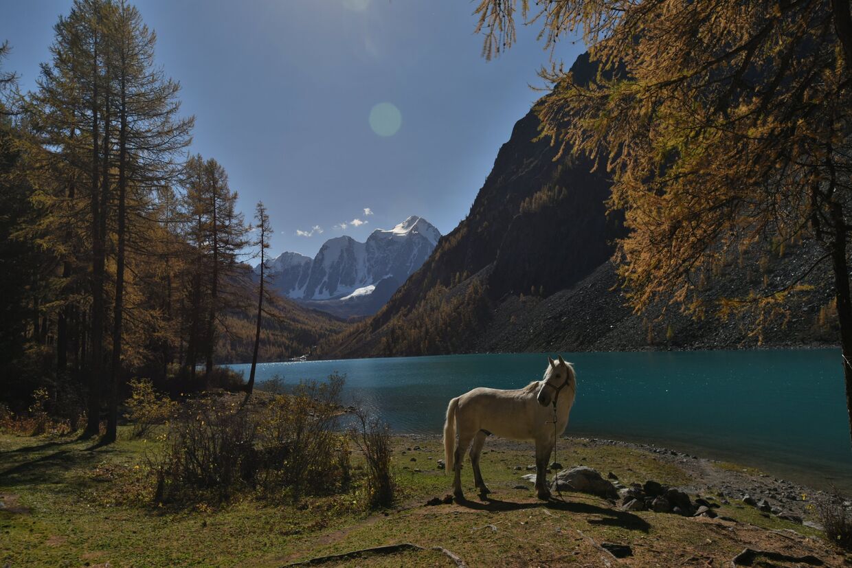 Лошадь пасется на берегу Нижнего Шавлинского озера в Кош-Агачском районе Республики Алтай