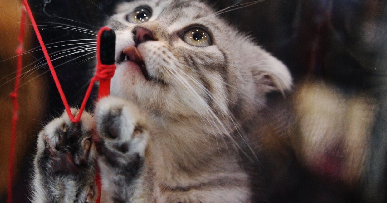 Кошка породы шотландская вислоухая на выставке Кэт-Салон-Февраль в Москве