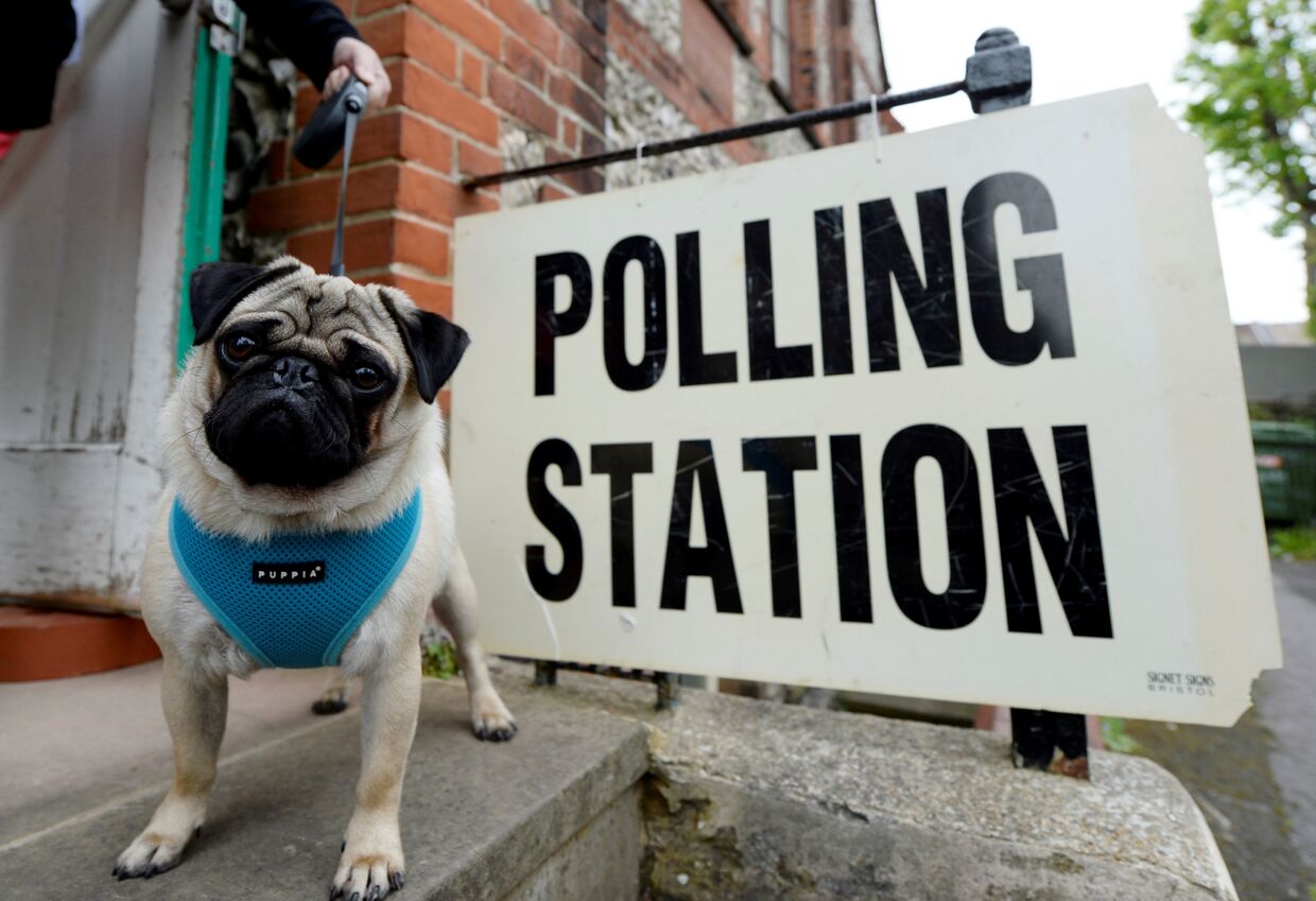 Собака возле избирательного участка во время парламентских выборов в Великобритании