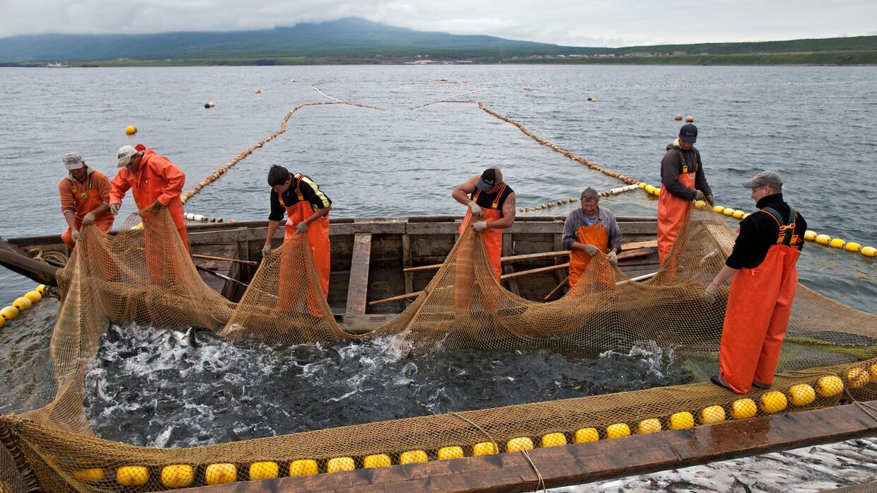 Рыбаки перебирают ставной невод у острова Итуруп России. Курильские острова. Остров Итуруп