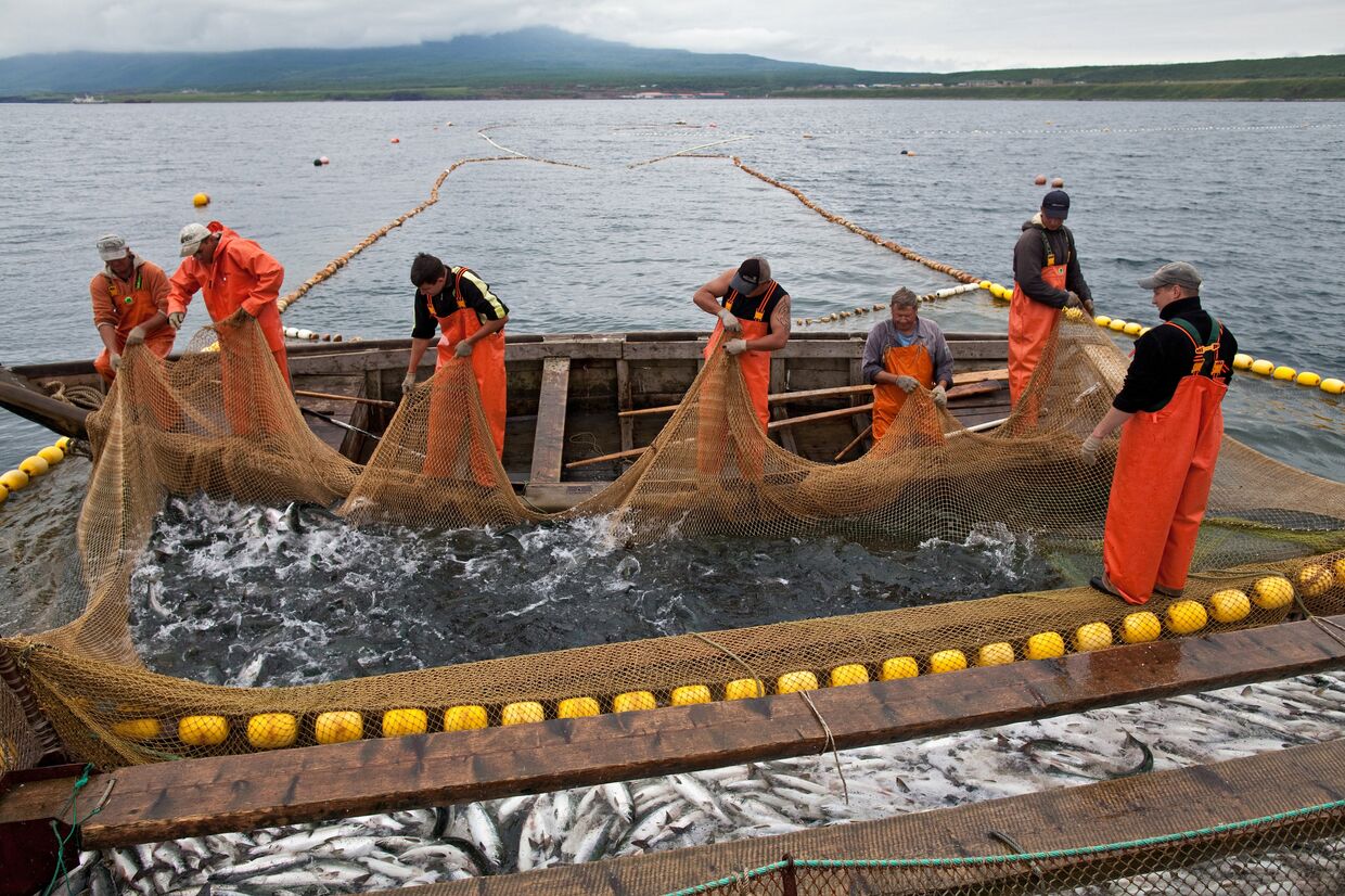 Рыбаки перебирают ставной невод у острова Итуруп России. Курильские острова. Остров Итуруп