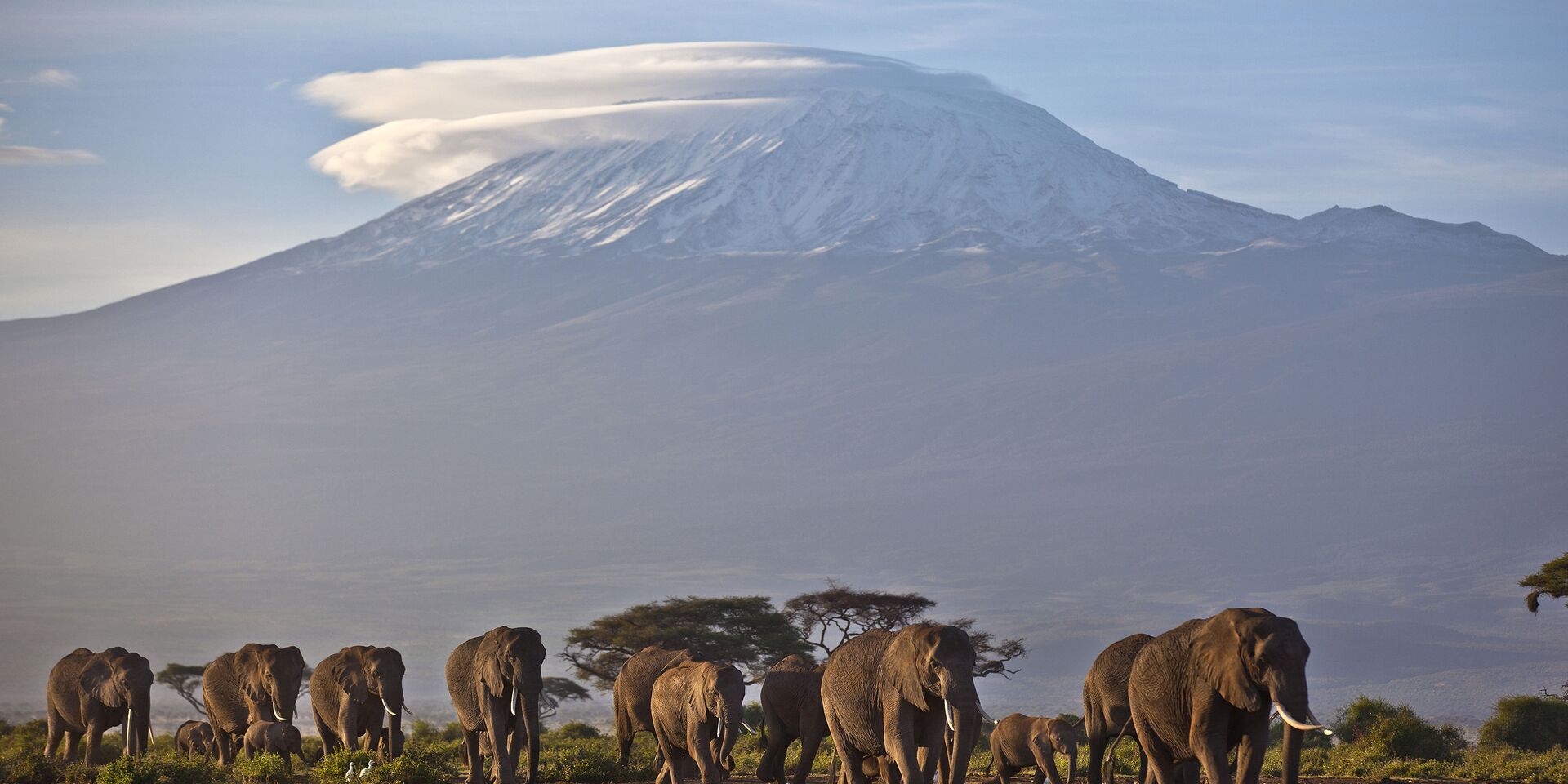 Слоны на фоне горы Килиманджаро в Танзании - ИноСМИ, 1920, 27.07.2023