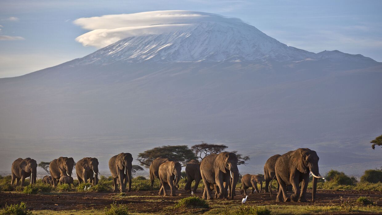 Слоны на фоне горы Килиманджаро в Танзании