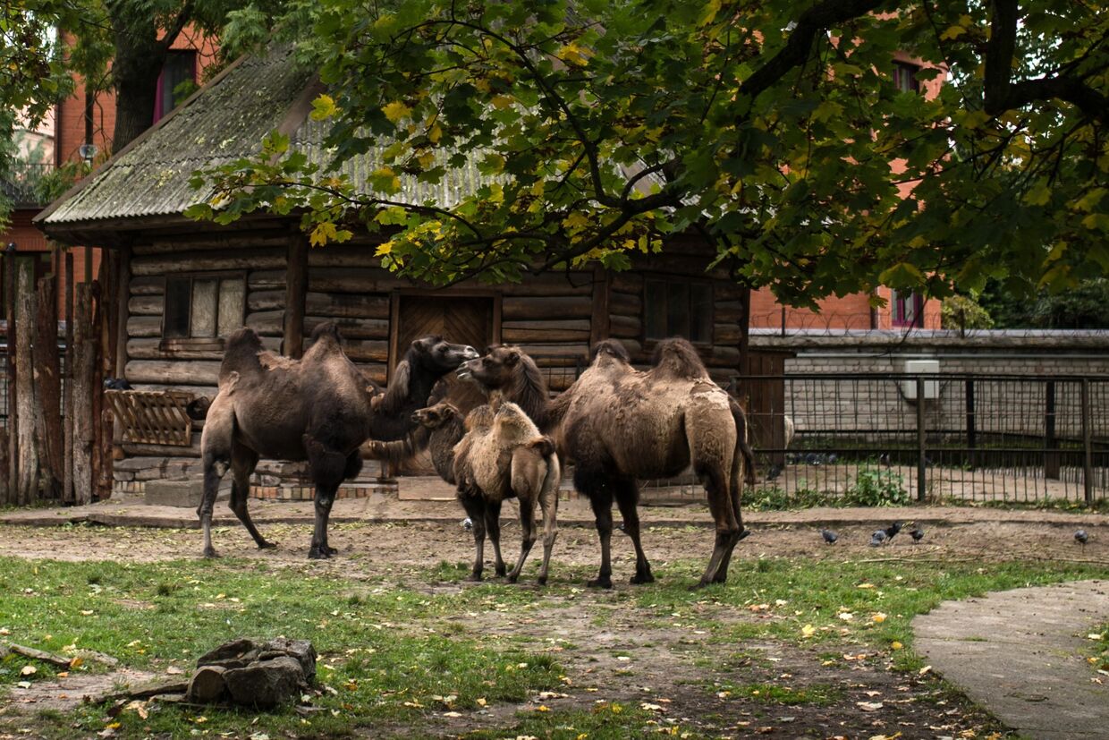 Двугорбые верблюды в Калининградском зоопарке