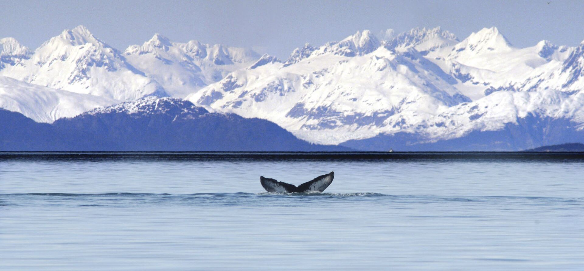 Хвост горбатого кита, Аляска - ИноСМИ, 1920, 31.12.2020