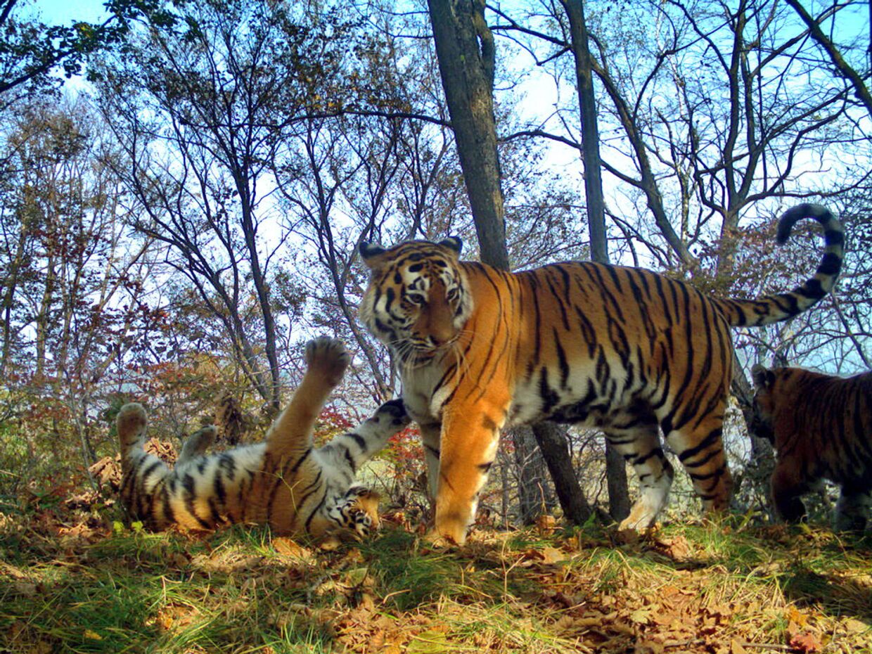Тигриное семейство устроило фотосессию на Земле леопарда