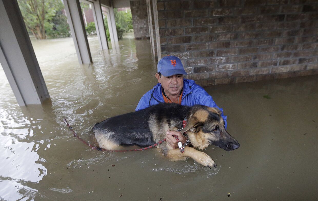 Наводнение, которое принес с собой тропический шторм «Харви», угрожает не только людям, но и множеству животных
