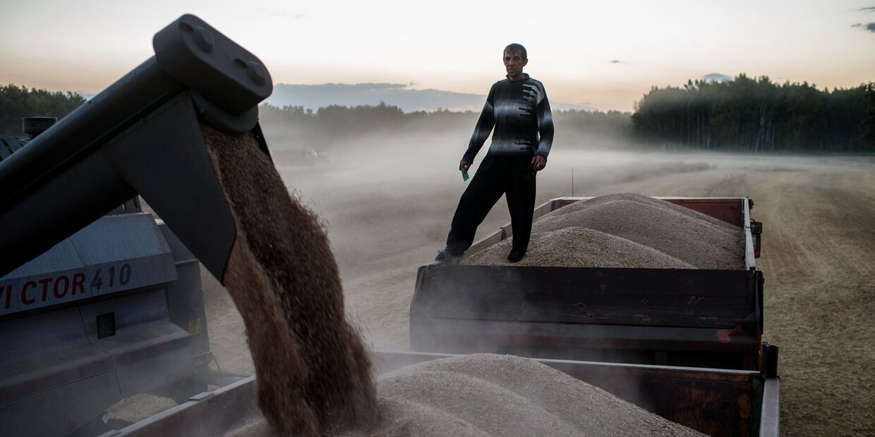 Уборка пшеницы в Омской области