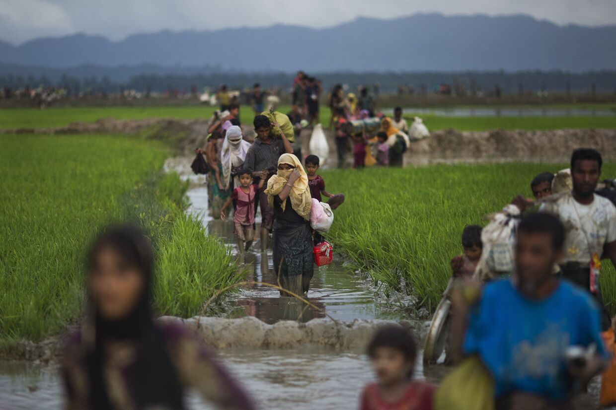 Люди из народности рохинья проходят рисовые поля после перехода бангладешской границы