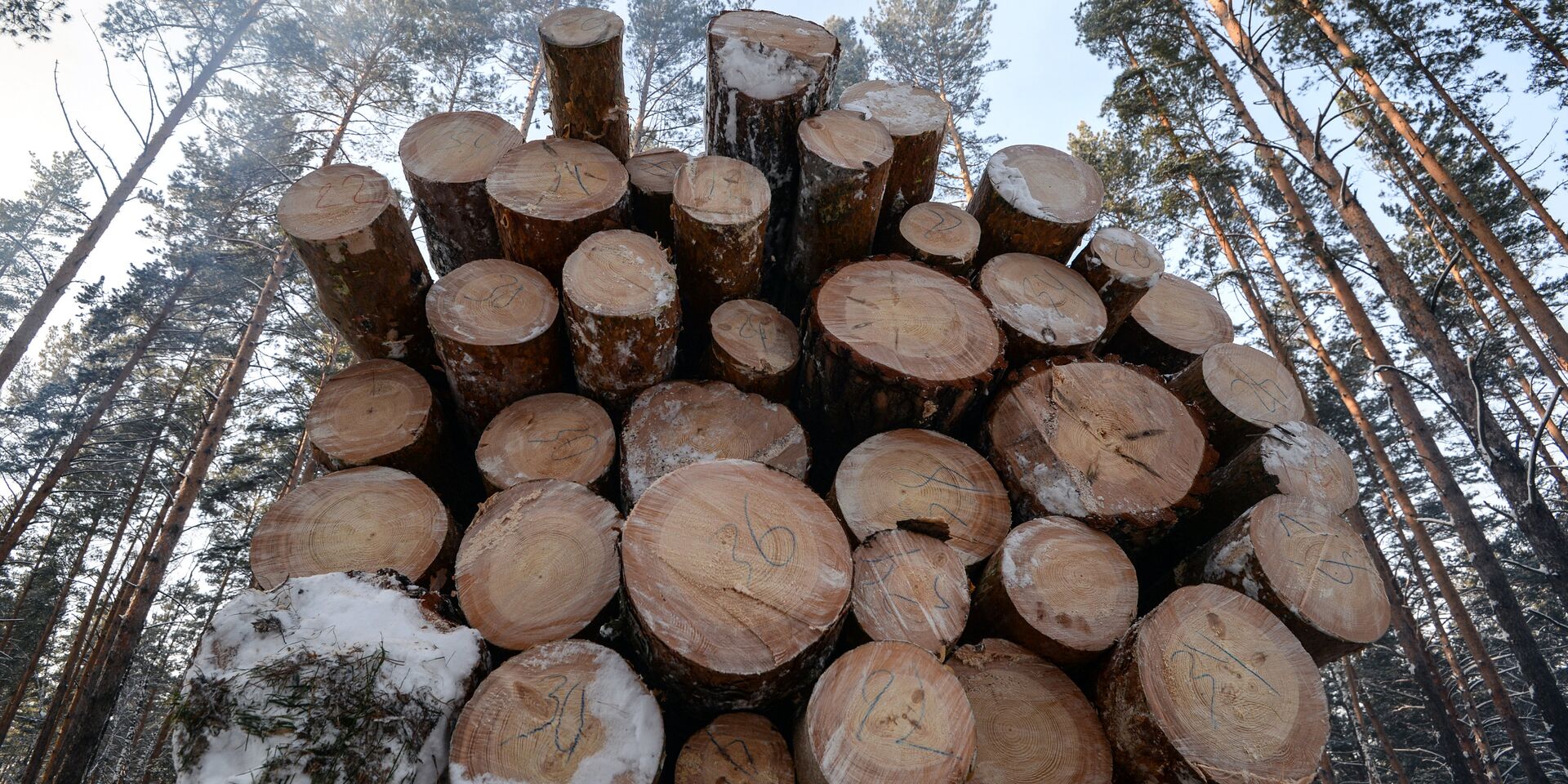 В Финляндии сжигается огромное количество древесины, пригодной для использования в производстве